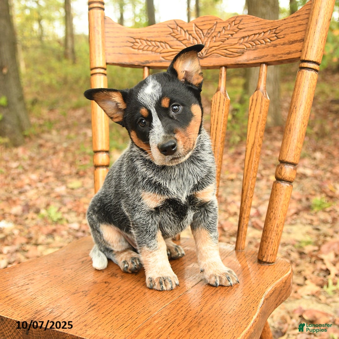 Tri Australian Cattle Dog Puppies for sale Lancaster Puppies