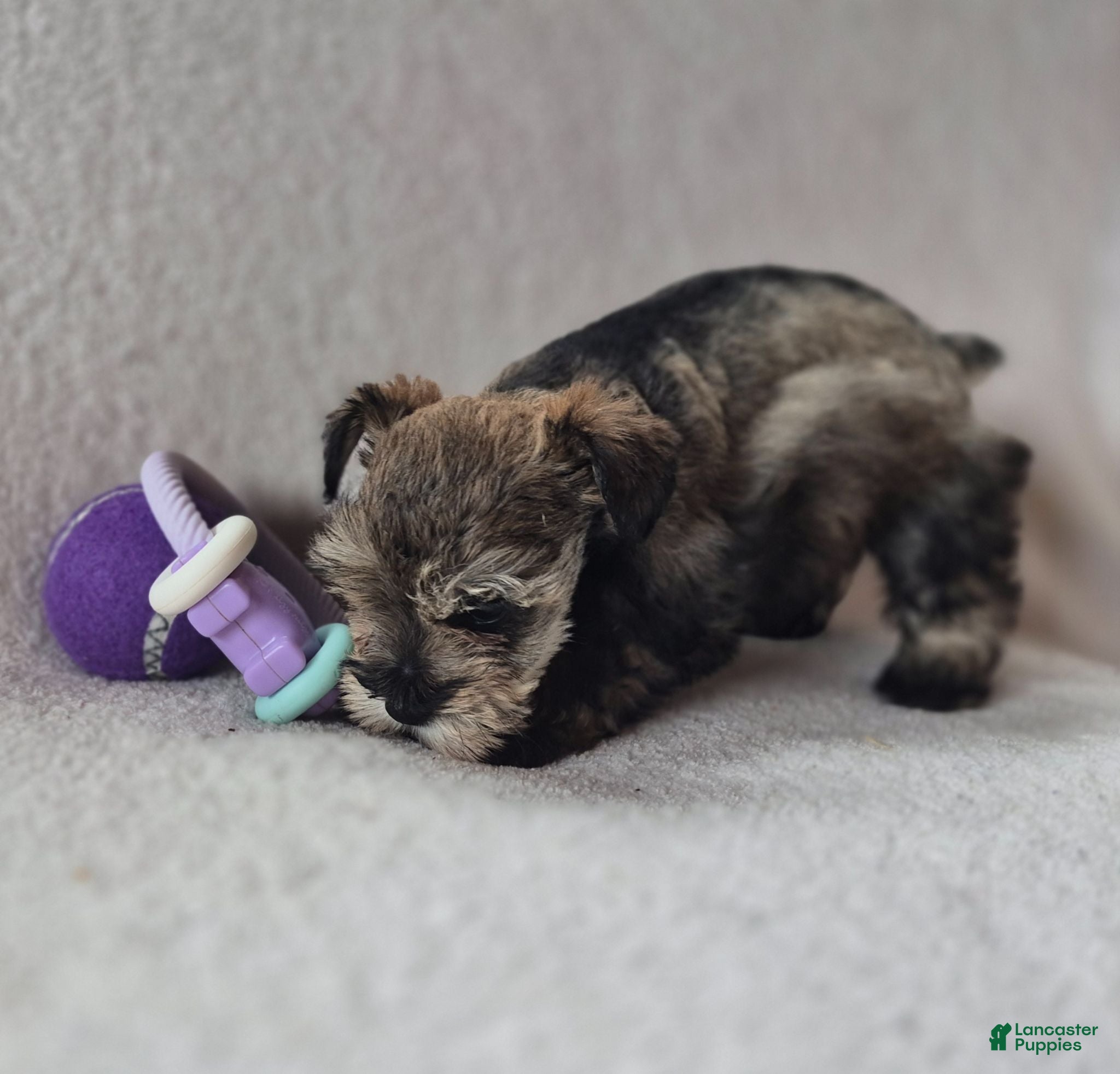 Miniature Schnauzer dogs Miniature Schnauzer 1 - Ad 1