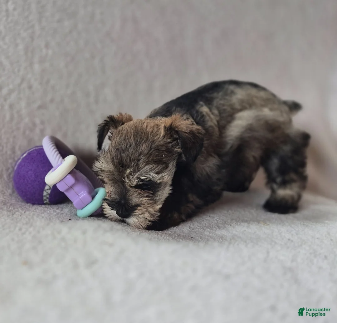Miniature Schnauzer dogs for sale: Miniature Schnauzer 1 - Ad 1