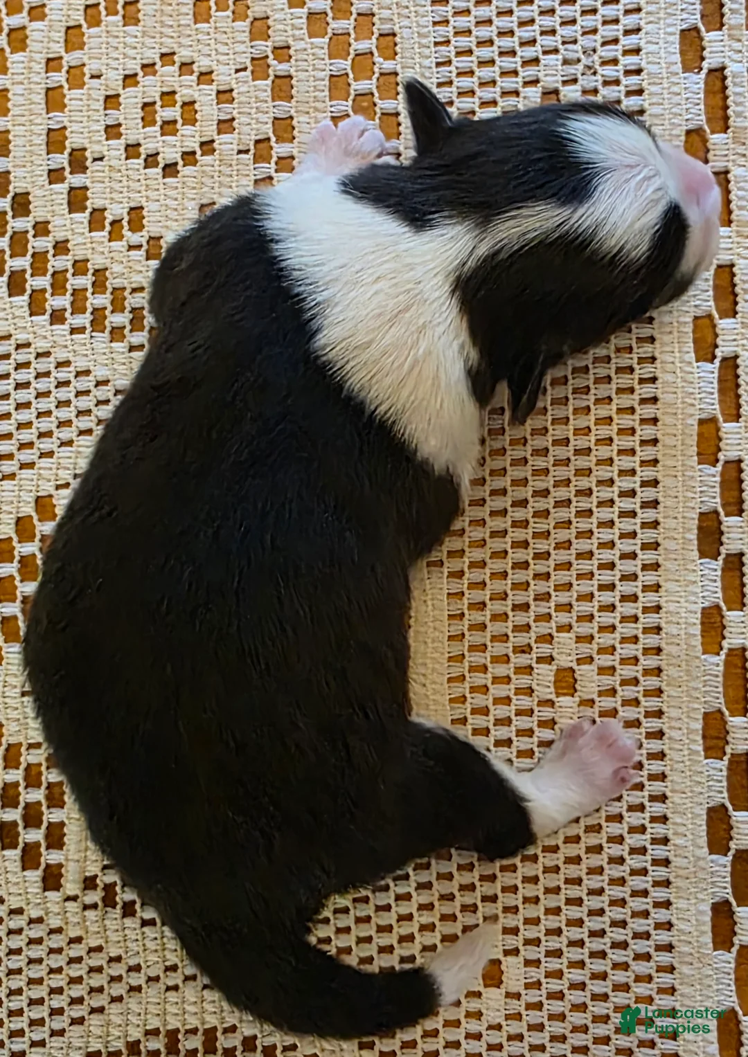 Border Collie dogs for sale: Border Collie Puppy 4 - Ad 4