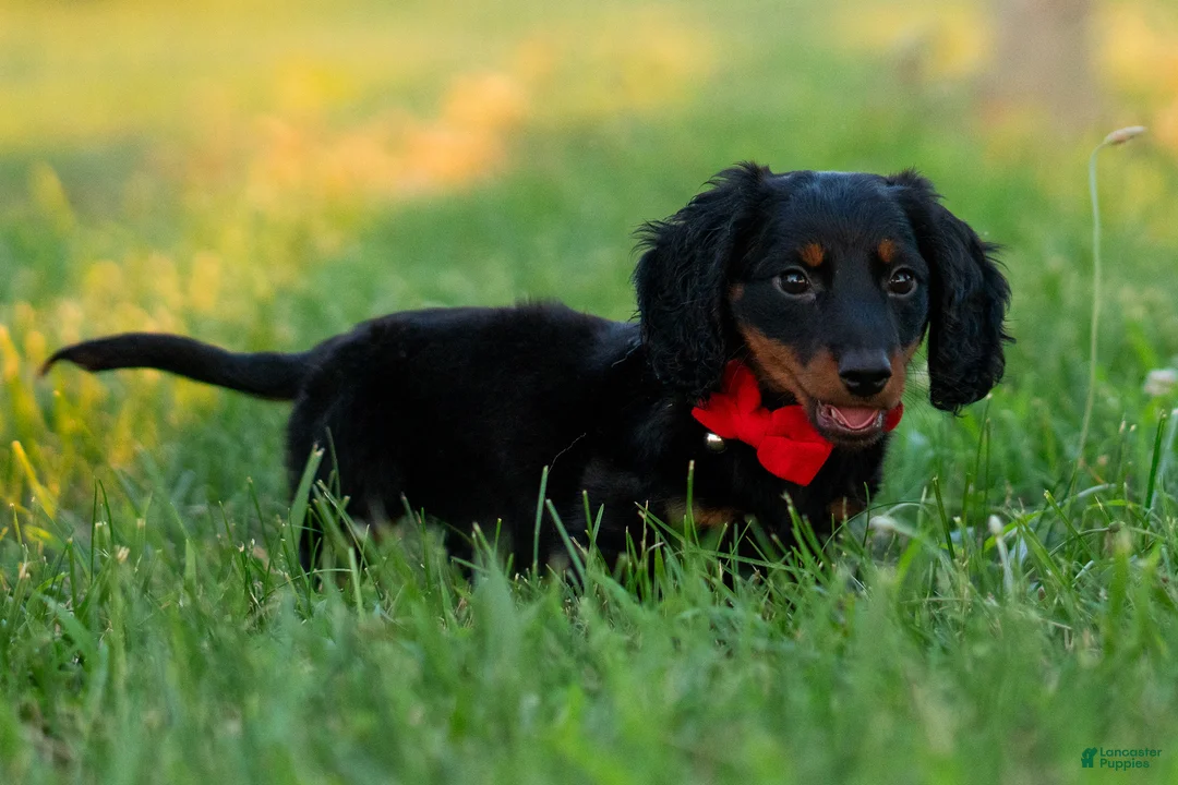 Miniature Dachshund dogs for sale: neo - Ad 2
