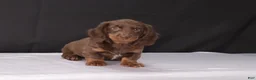 Dachshund dogs for sale: Kacie - Ad 8