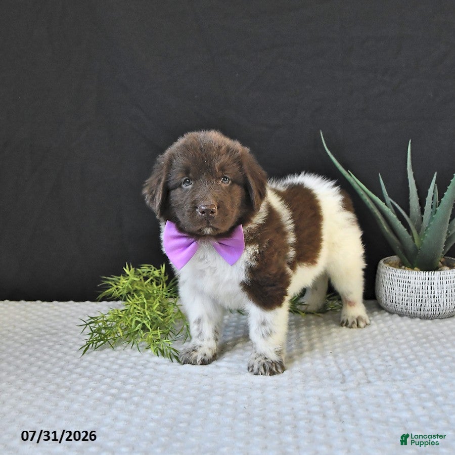Newfoundland dogs Maybelle - Ad 1
