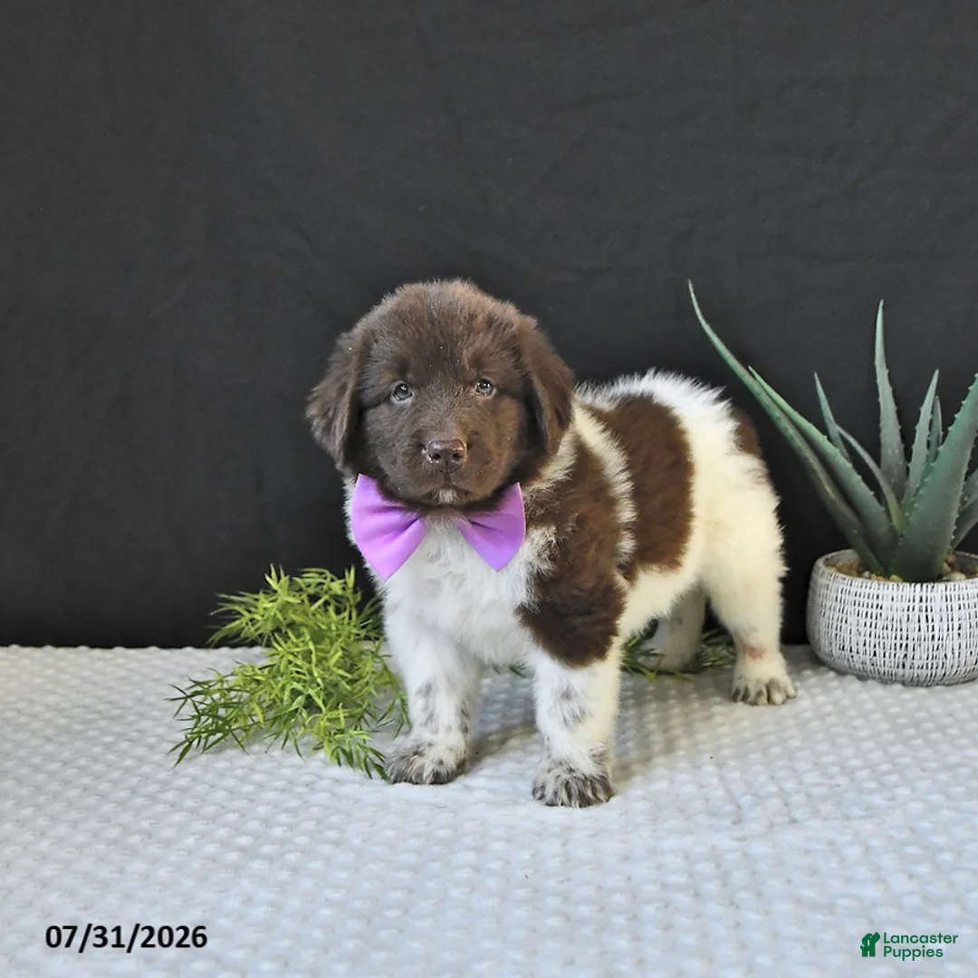 Newfoundland dogs for sale: Maybelle - Ad 1