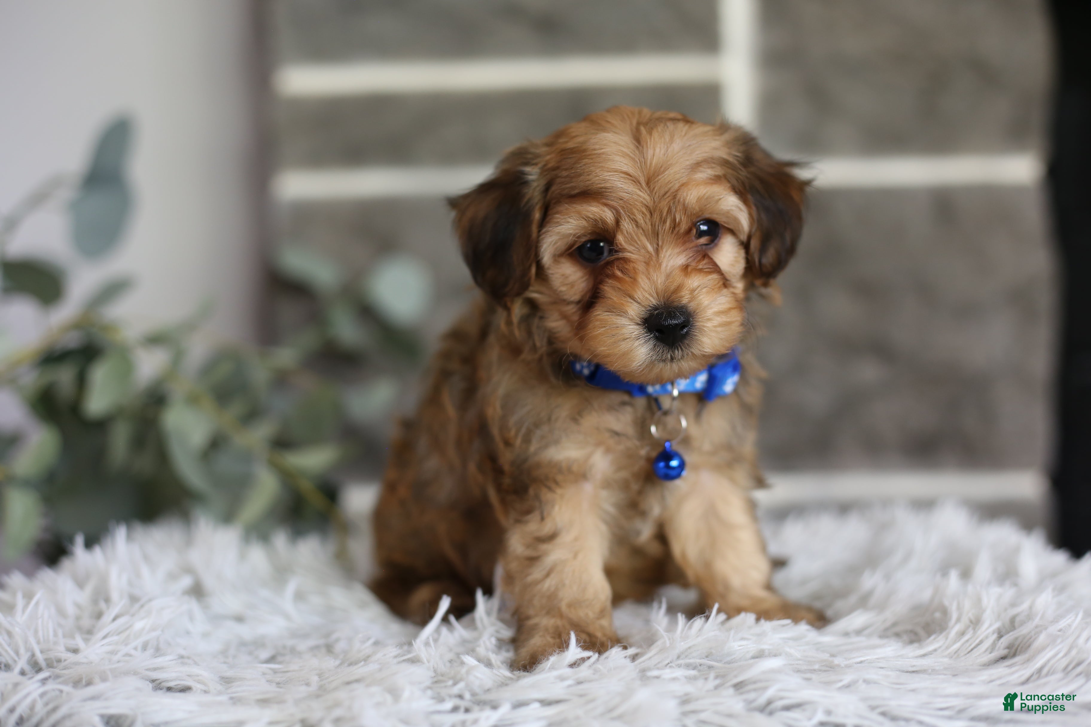 Yorkiepoo dogs Peanut - Ad 2