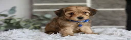 Yorkiepoo dogs for sale: Peanut - Ad 2