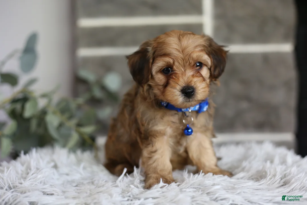 Yorkiepoo dogs for sale: Peanut - Ad 2