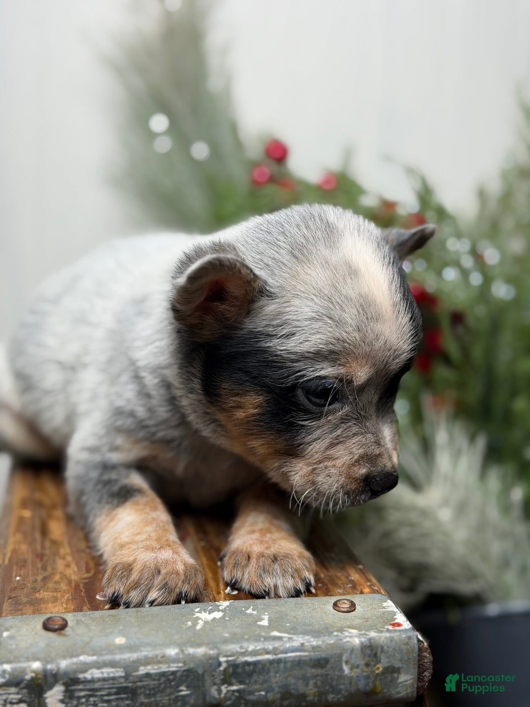 Australian Cattle Dog dogs for sale: Australian Cattle Dog Puppy 3 - Ad 3