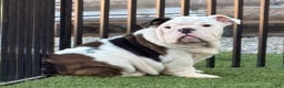 English Bulldog dogs for sale: Marvy - Ad 2