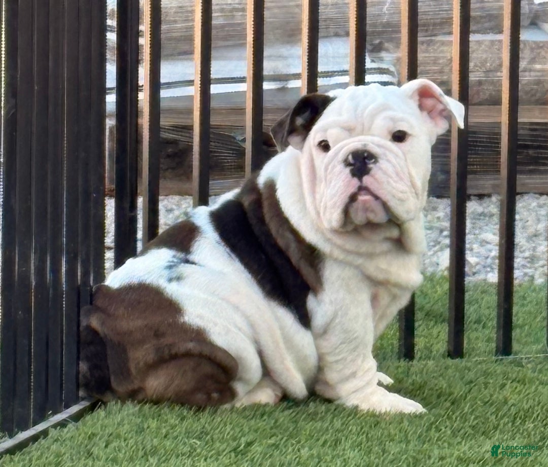 English Bulldog dogs for sale: Marvy - Ad 2