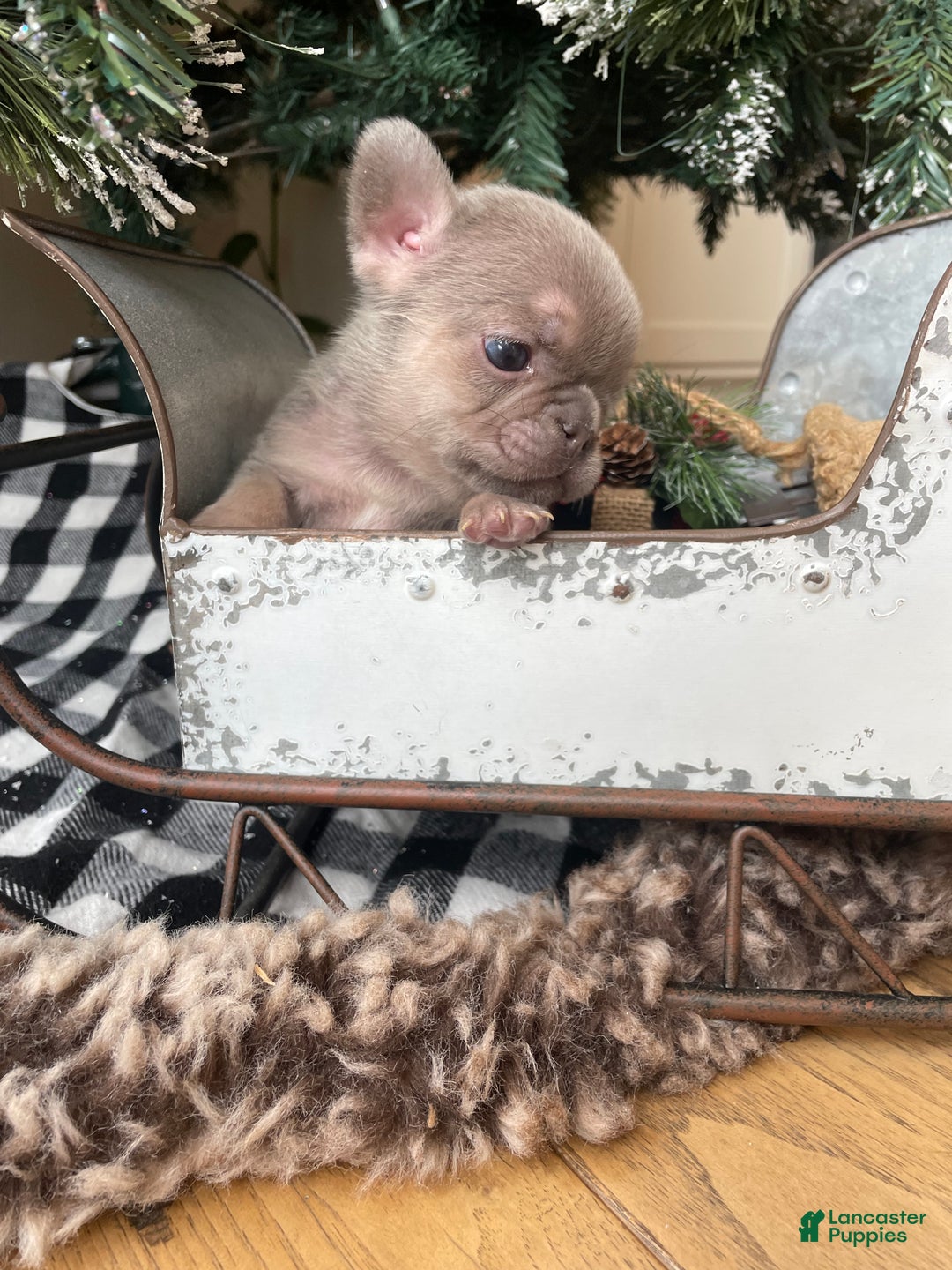 French Bulldog dogs for sale: Everest - Ad 2
