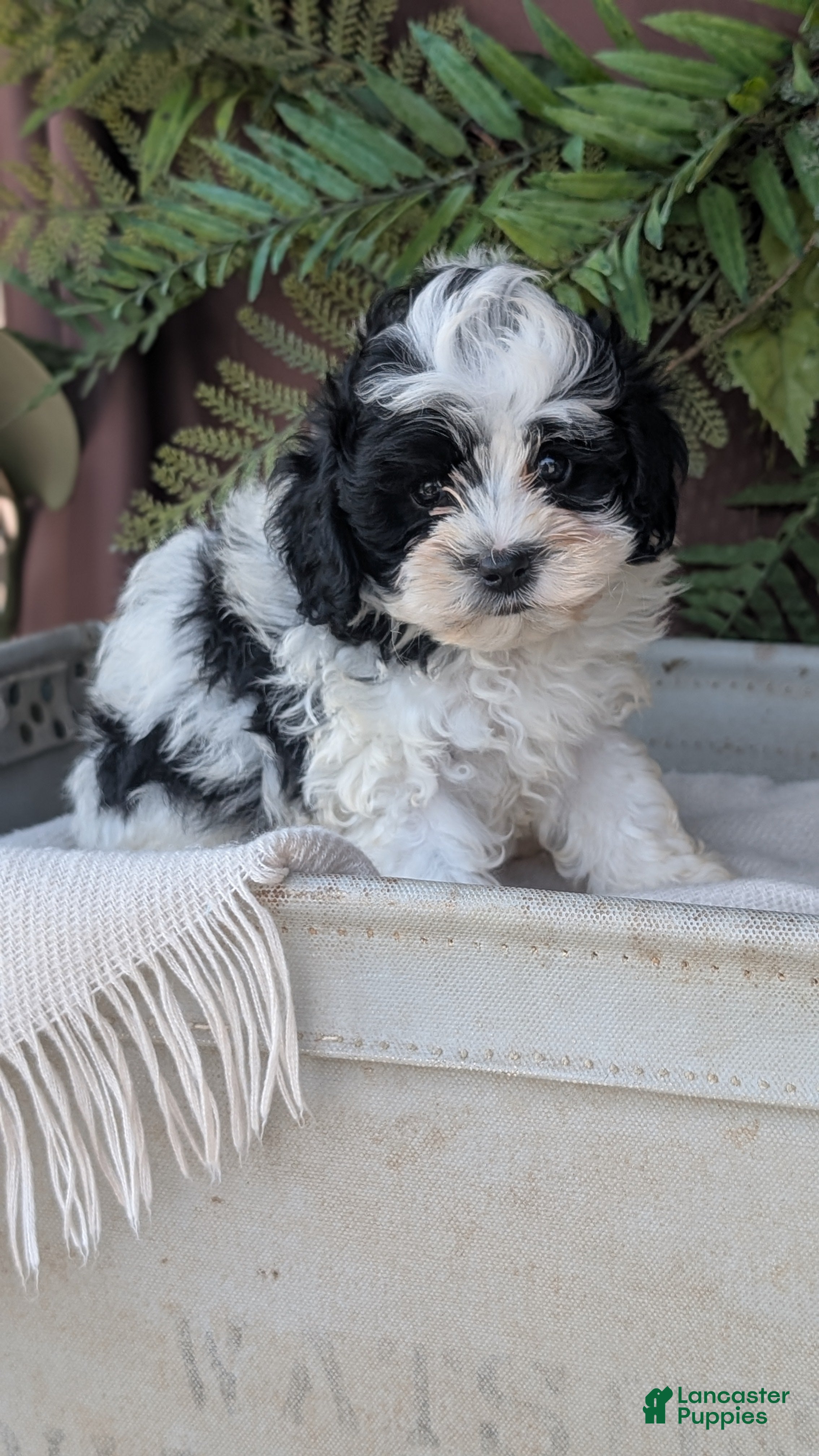 Cockapoo dogs Hunter - Ad 2