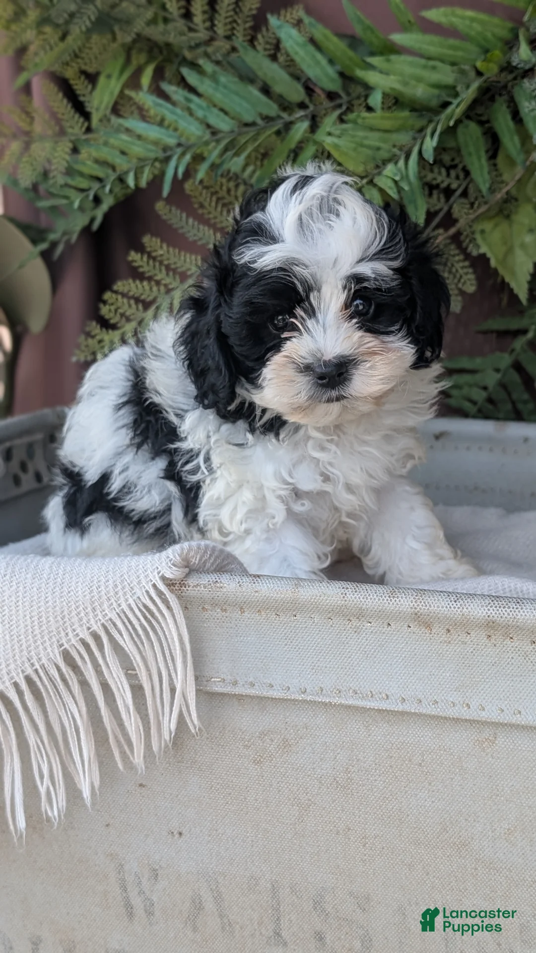 Cockapoo dogs for sale: Hunter - Ad 2