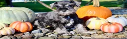 Miniature Schnauzer dogs for sale: Teddy Male AKC Mini Schnauzer - Ad 2