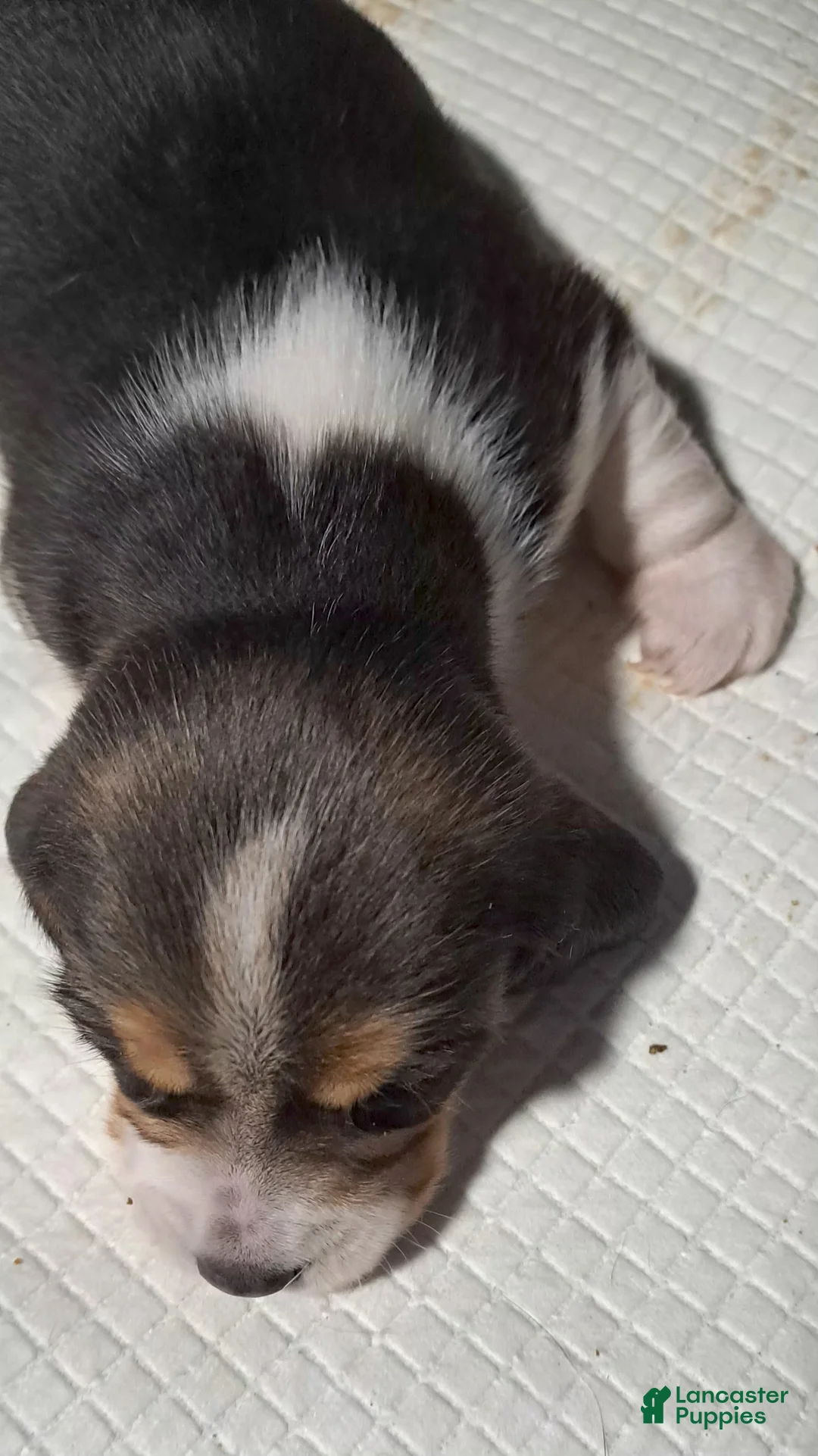Beagle dogs for sale: Beagle Puppy 1 - AKC registrable - Ad 2