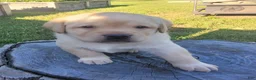 Labrador Retriever dogs for sale: Legend  - Ad 15