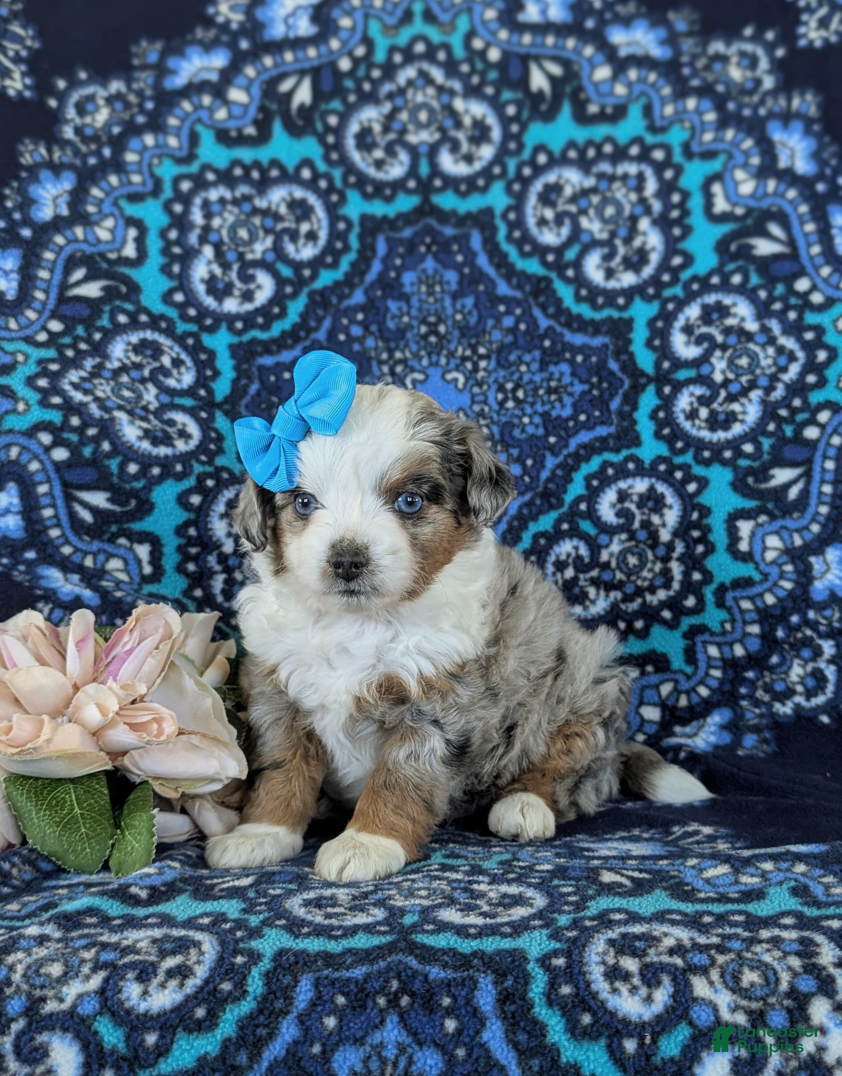 Mini Aussiedoodle dogs Lenora - Ad 2