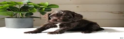 Cockapoo dogs for sale: Mocha - Ad 4
