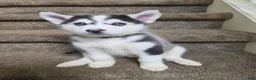 Pomsky dogs for sale: Doc - Ad 2