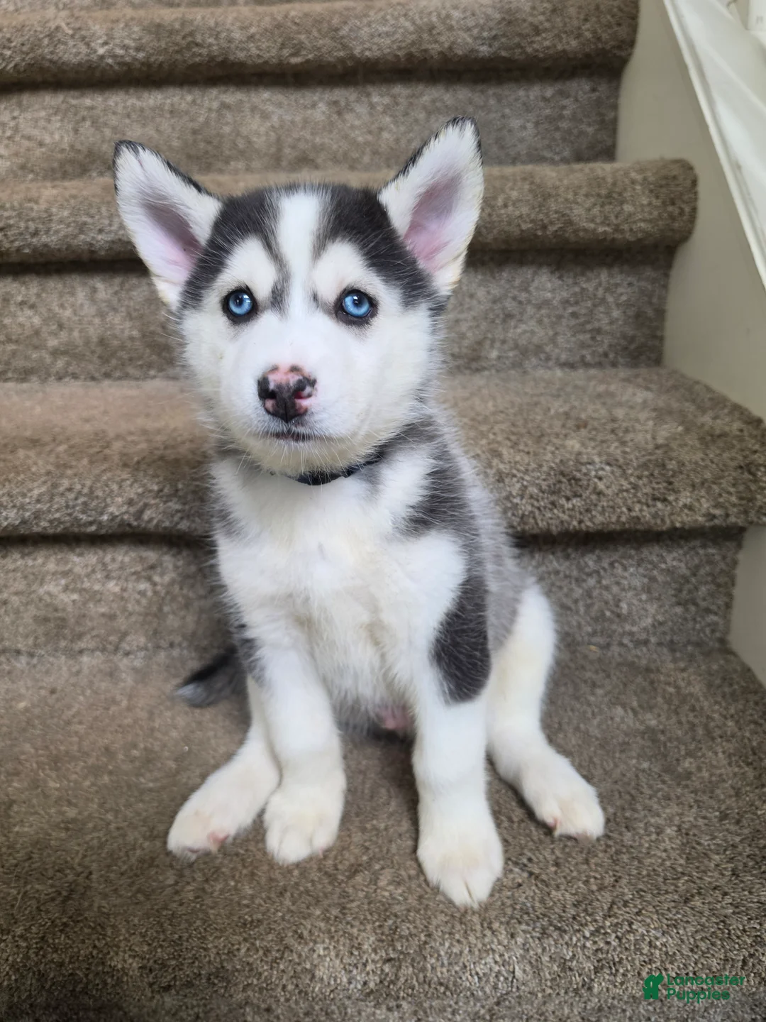 Pomsky dogs for sale: Doc - Ad 2