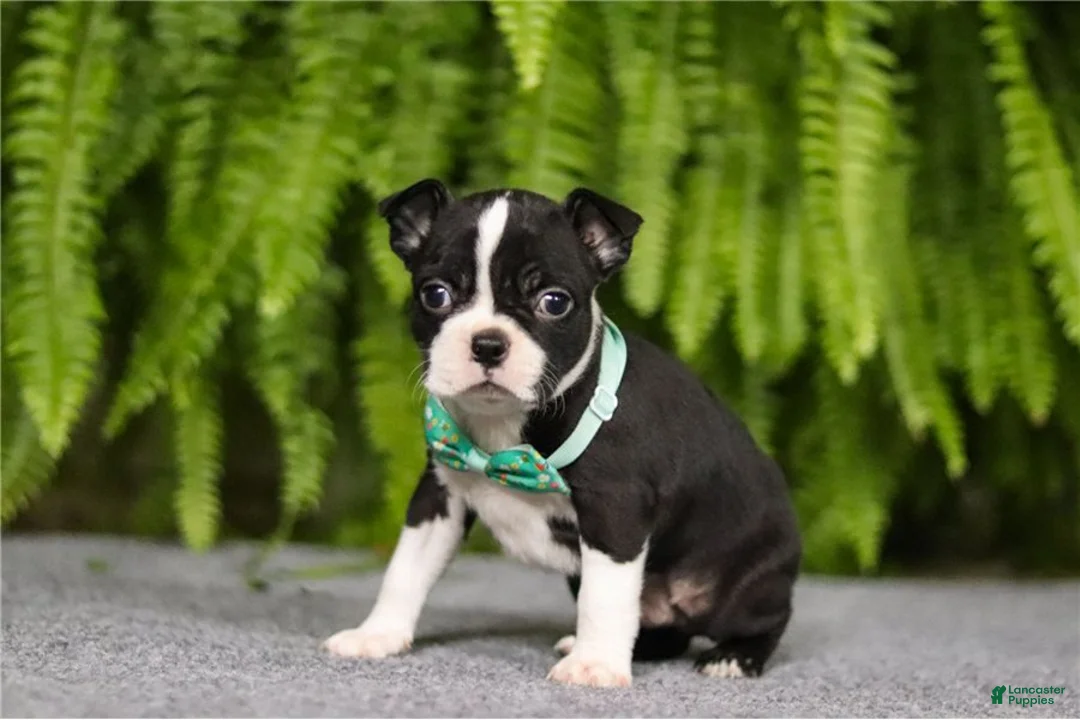 Boston Terrier dogs for sale: Xena - Ad 7