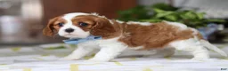 Cavalier King Charles Spaniel dogs for sale: Milo - Ad 7