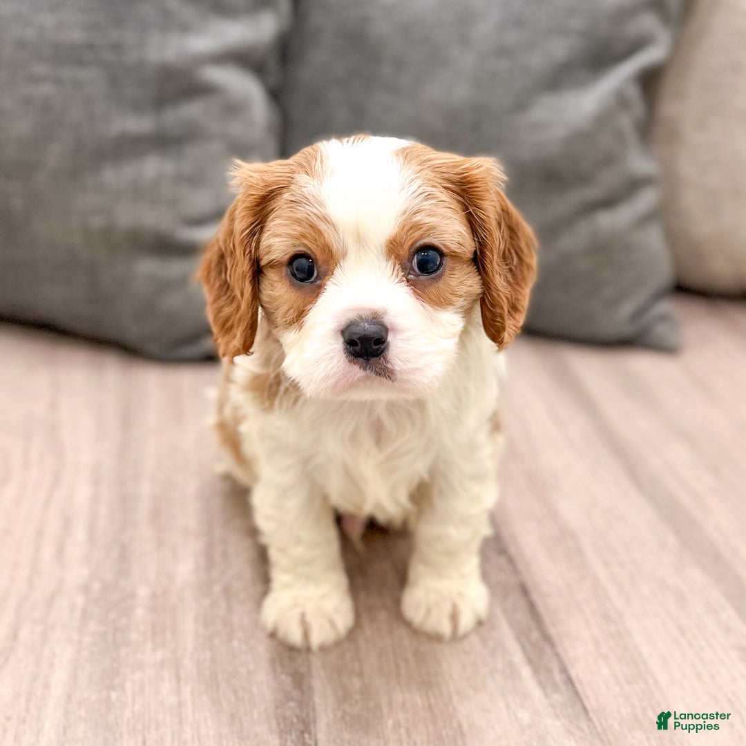 Cavapoo dogs for sale: Baxter - Ad 2