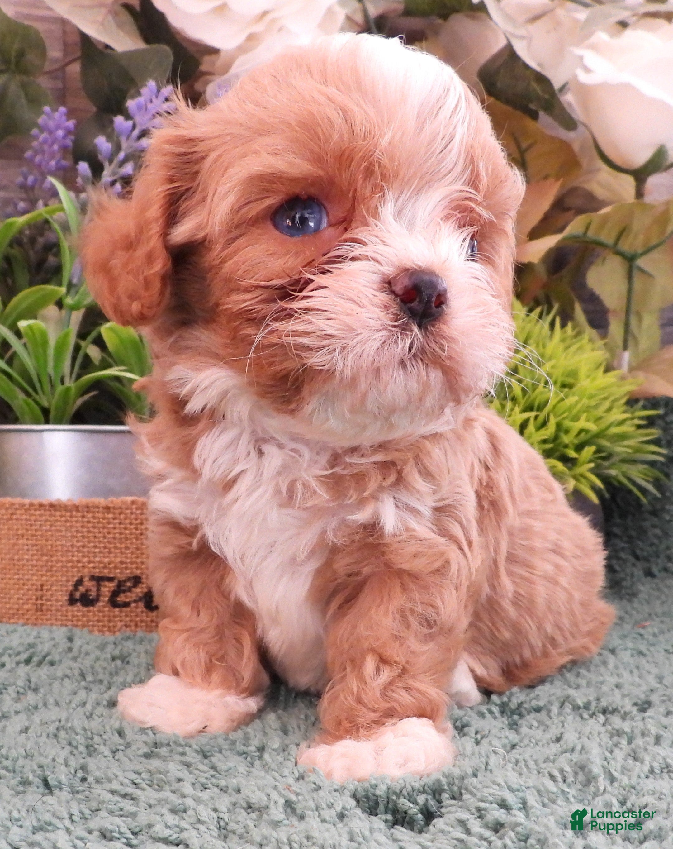 Cavapoo dogs Ginger #2 Male - Ad 35