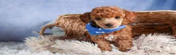 Toy Poodle dogs for sale: Tucker - Ad 25