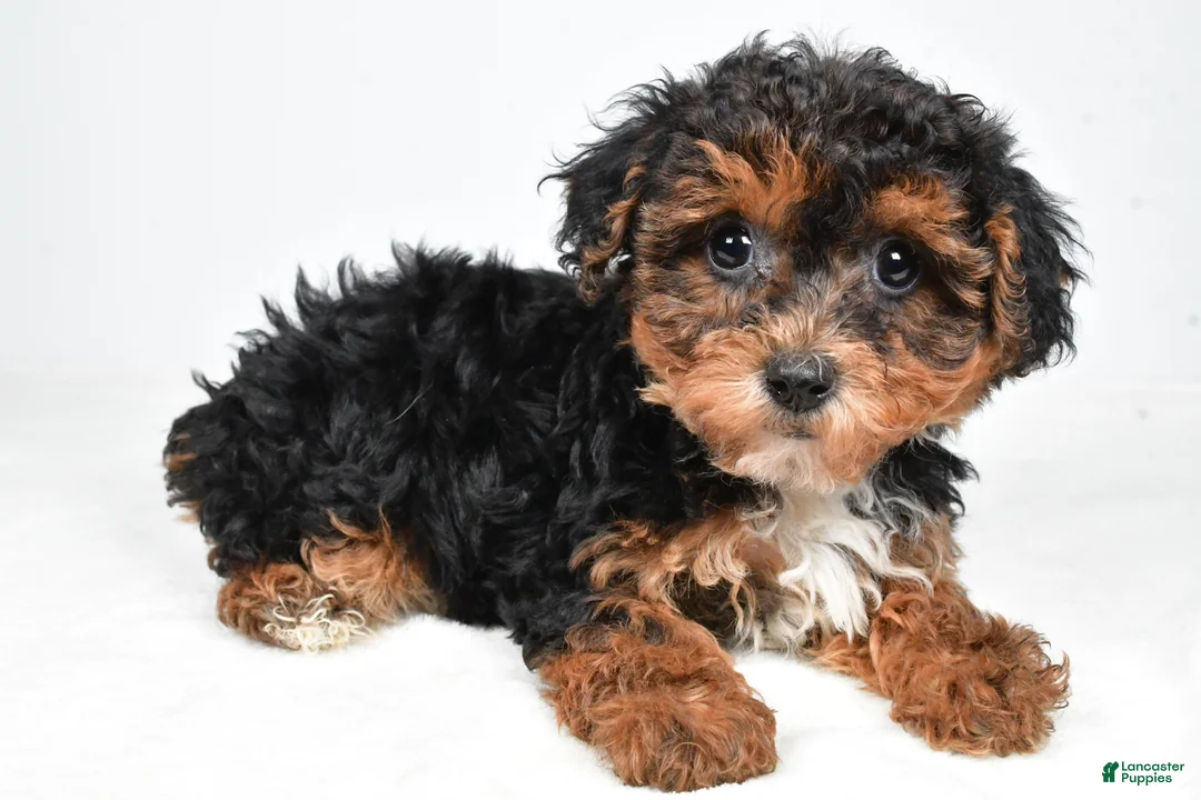 Yorkiepoo dogs for sale: Gina - Ad 2