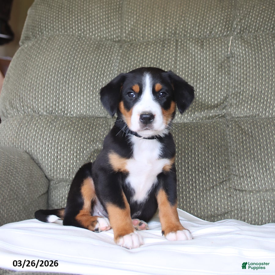 Greater Swiss Mountain Dog dogs Felicity - Ad 1