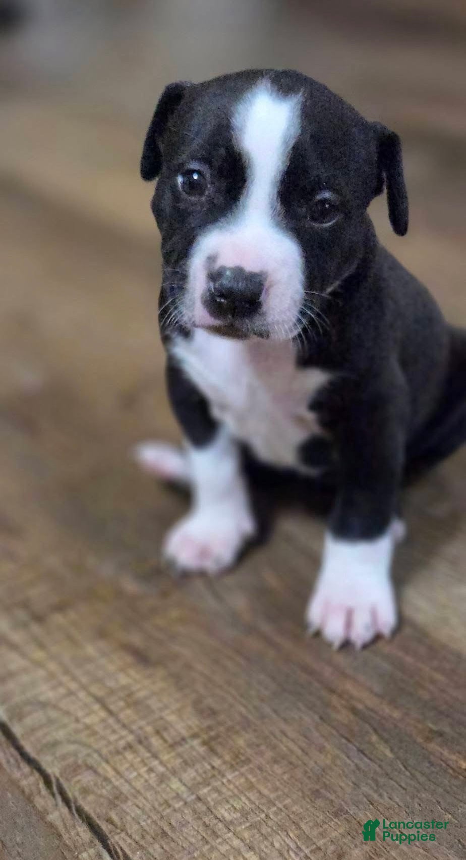American Pit Bull Terrier dogs American Pit Bull Terrier Puppy 2 - Ad 9