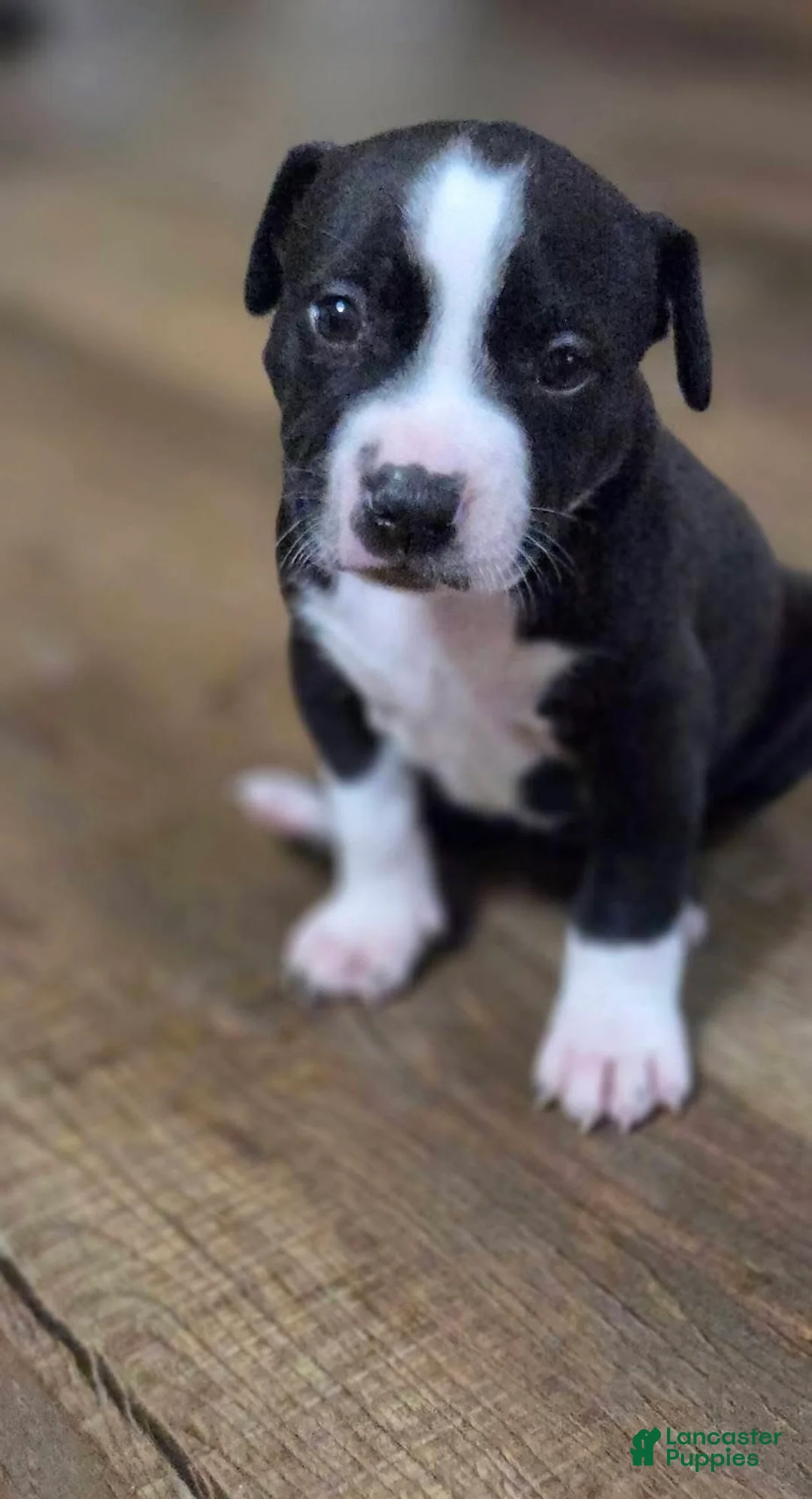 American Pit Bull Terrier dogs for sale: American Pit Bull Terrier Puppy 2 - Ad 1
