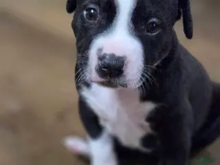 American Pit Bull Terrier dogs American Pit Bull Terrier Puppy 2 - Ad 7