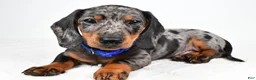 Miniature Dachshund dogs for sale: Echo - Ad 3