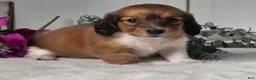 Miniature Dachshund dogs for sale: Autumn  - Ad 5