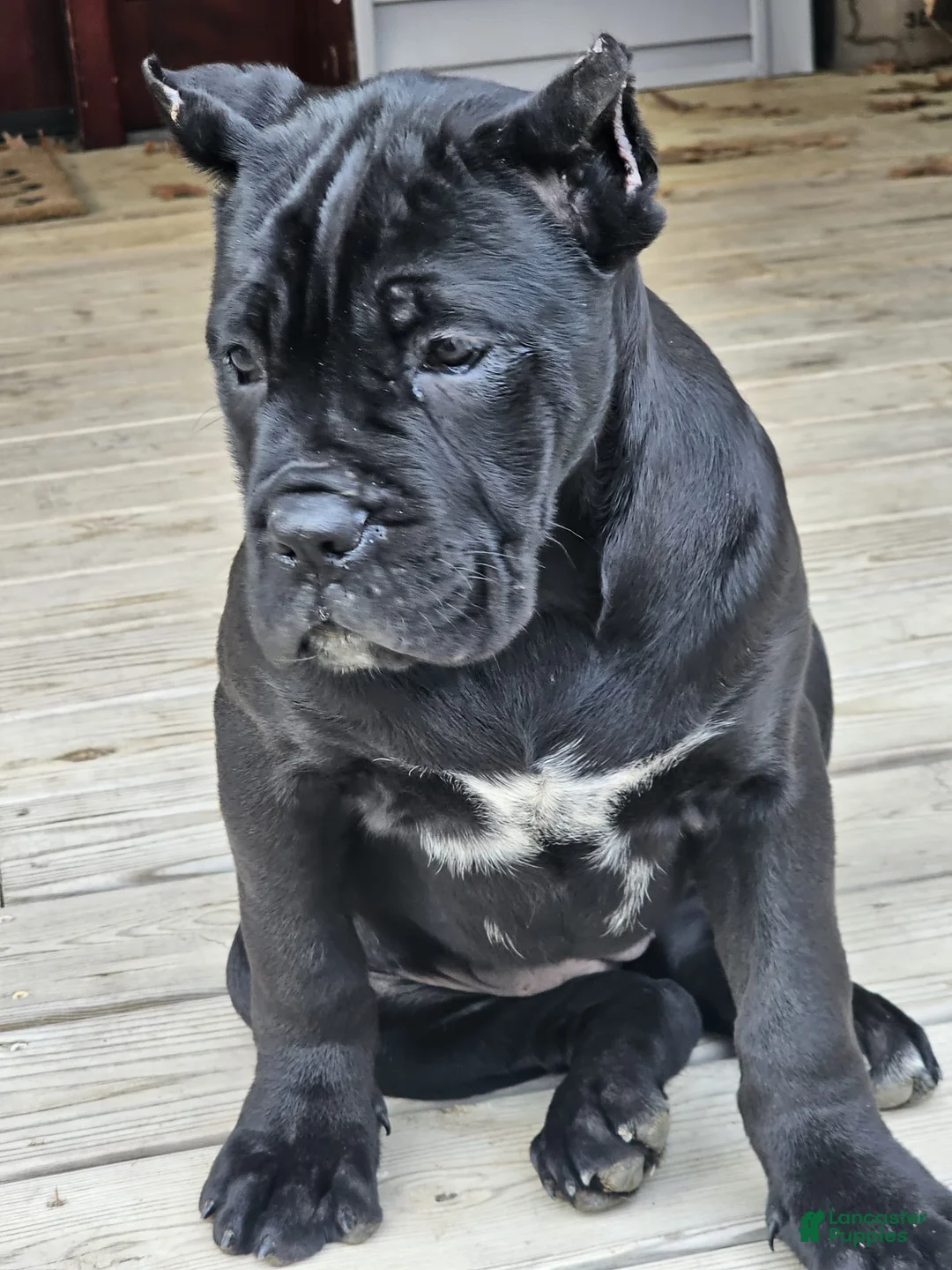 Cane Corso dogs for sale: QUEENIE - Ad 3