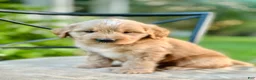 Mini Goldendoodle dogs for sale: Wells - Ad 3