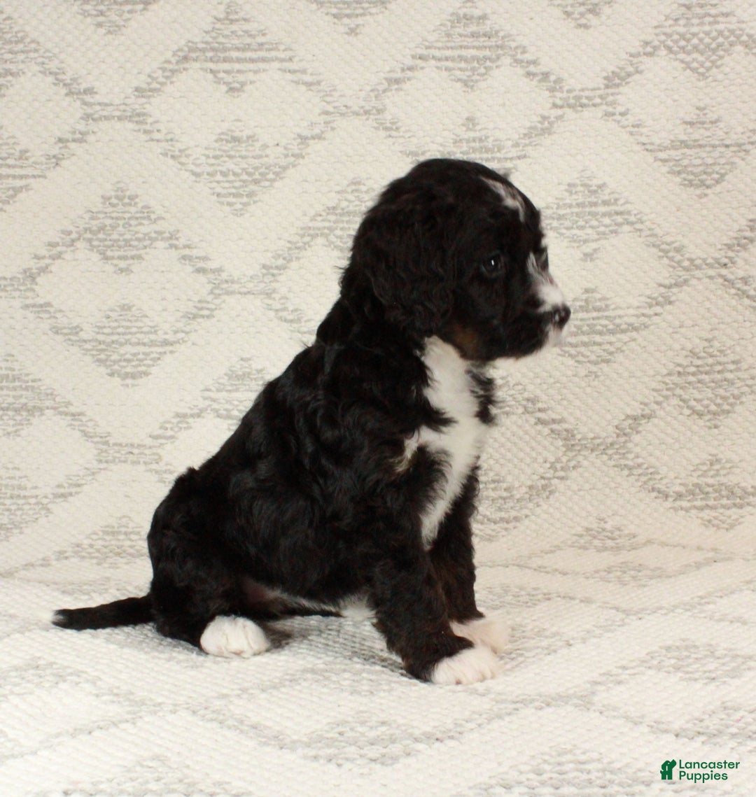 Bernedoodle dogs for sale: Luna - Ad 10