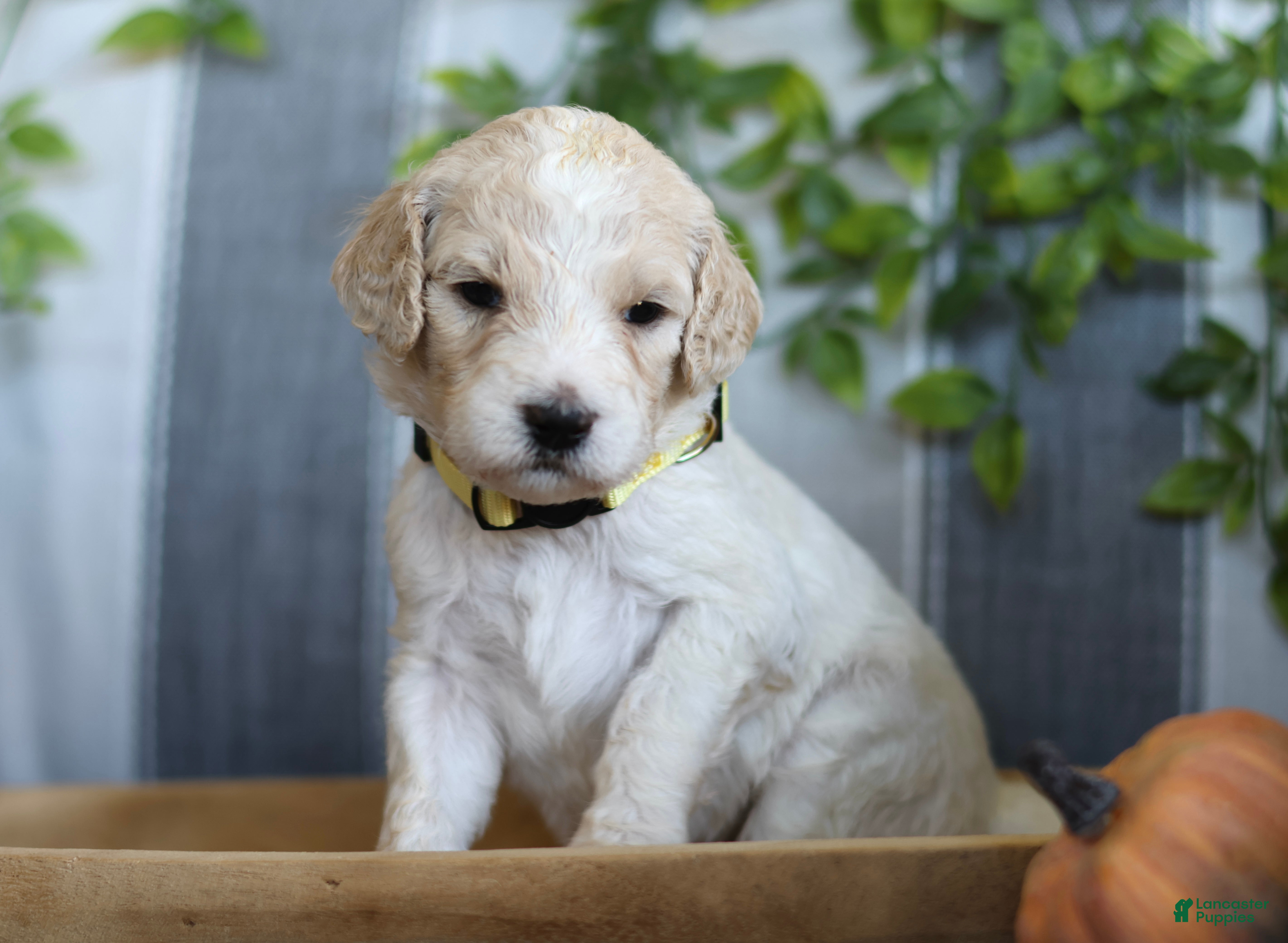 Goldendoodle dogs Lady - Ad 40