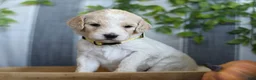 Goldendoodle dogs for sale: Lady - Ad 1