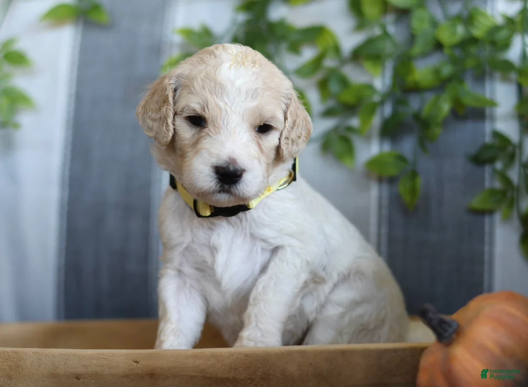Goldendoodle dogs for sale: Lady - Ad 1