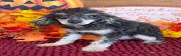 Toy Poodle dogs for sale: Playboy - Ad 3