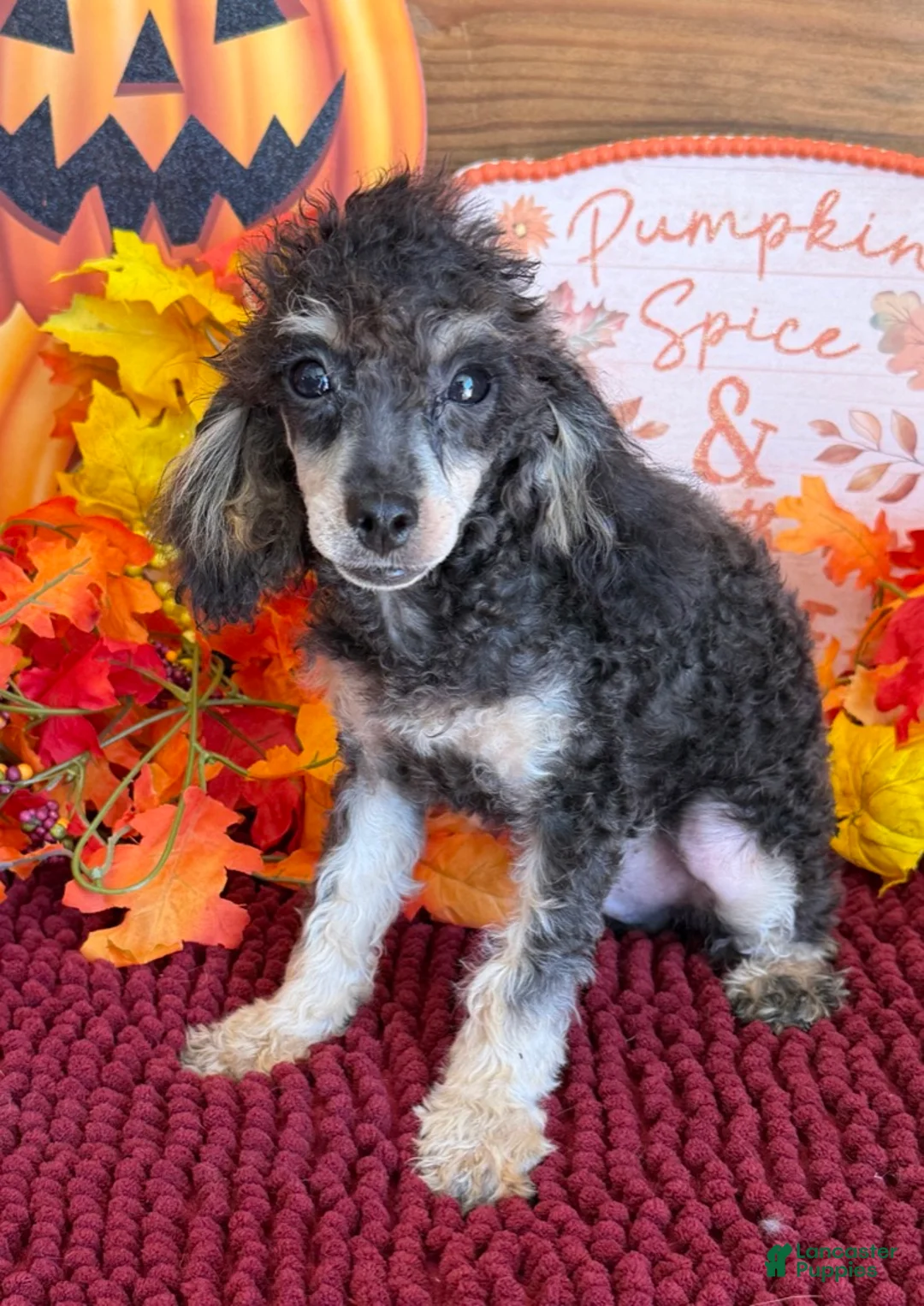 Toy Poodle dogs for sale: Playboy - Ad 3