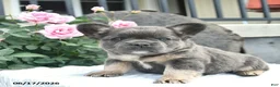 French Bulldog dogs for sale: Salty  - Ad 3