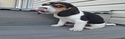 Beagle dogs for sale: BRUNO - Ad 5