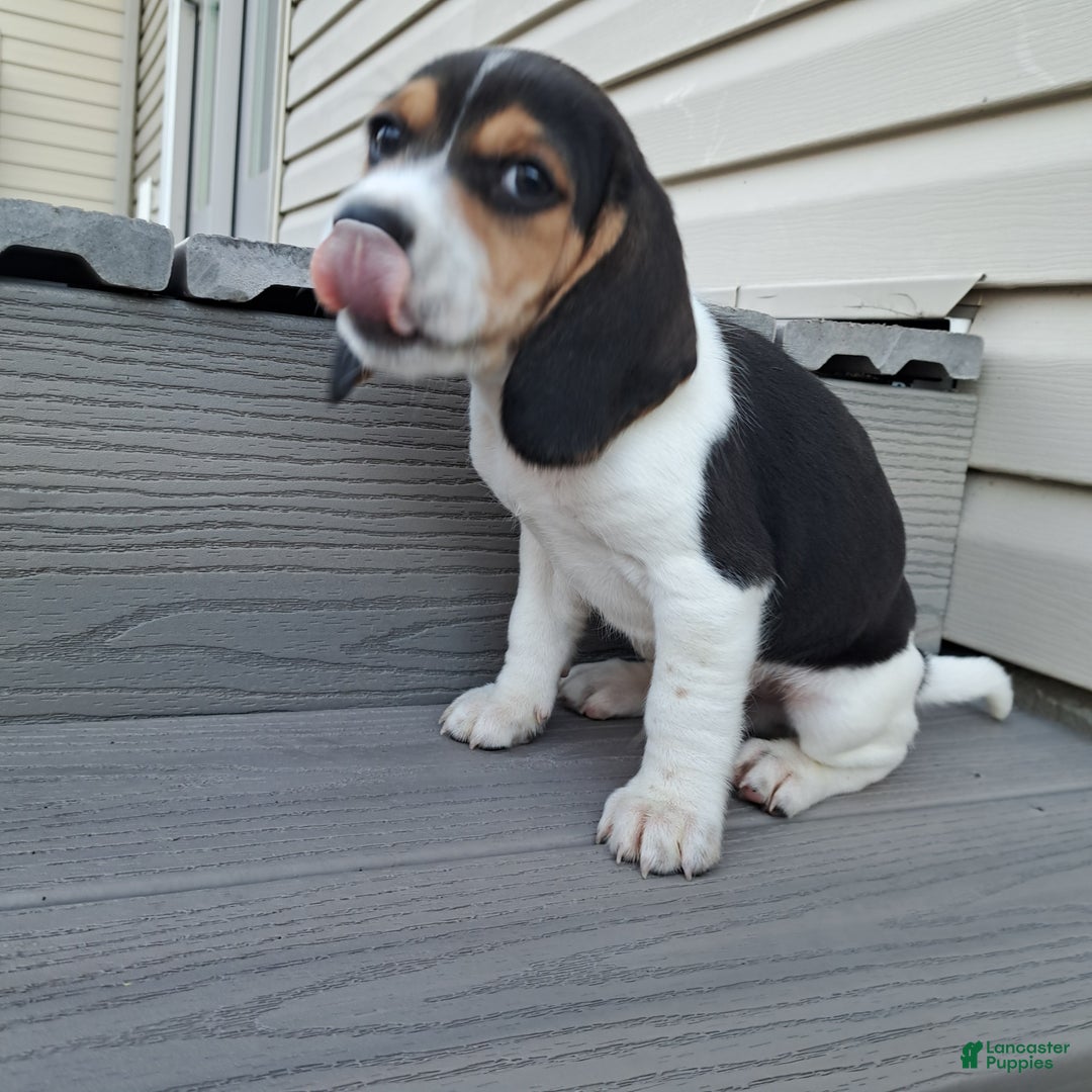 Beagle dogs for sale: BRUNO - Ad 5