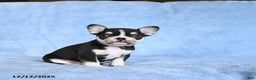 French Bulldog dogs for sale: Zesta - Ad 1
