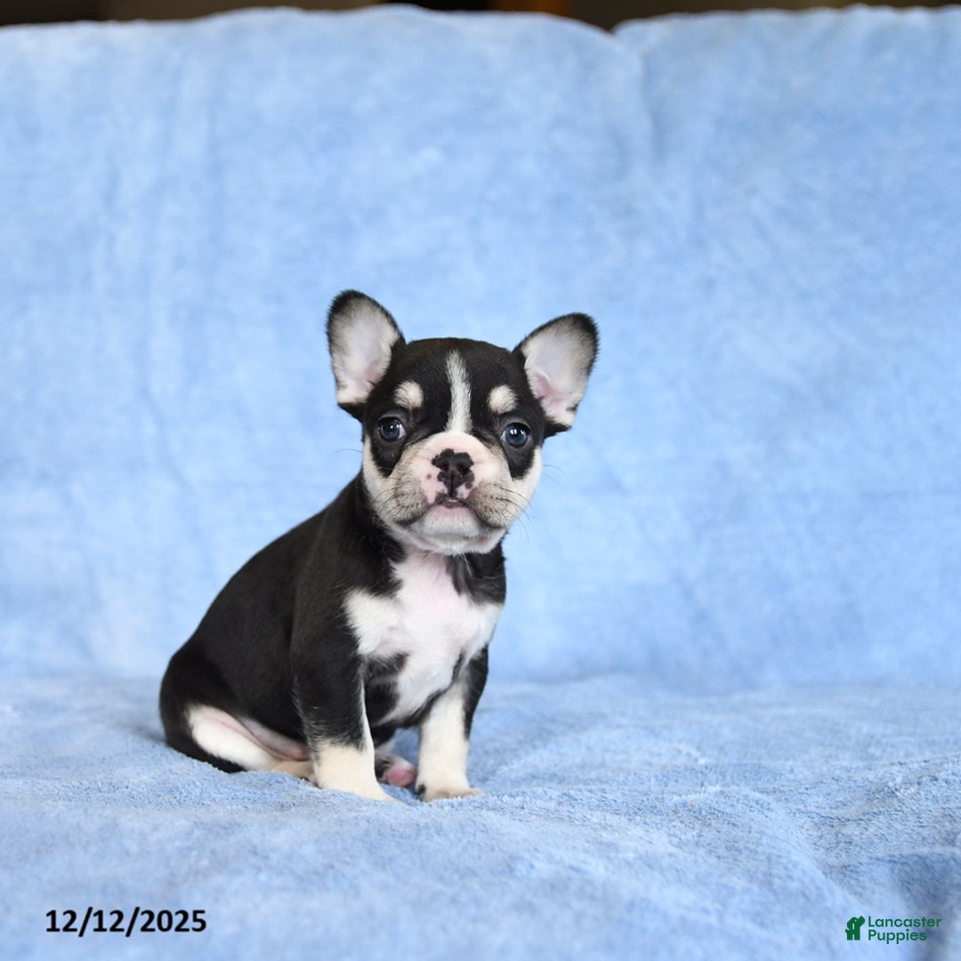 French Bulldog dogs for sale: Zesta - Ad 1