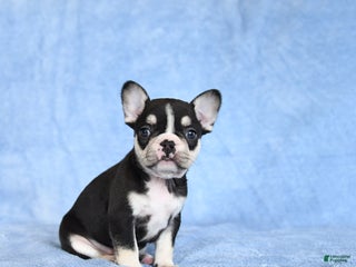 French Bulldog dogs for sale: Zesta - Ad 4
